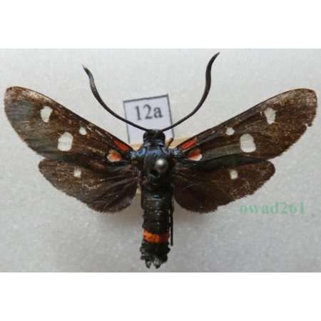 Zygaena ephialtes (Linnaeus, 1767) Kraśnik goryszowiec Hungary12a